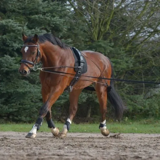 Enrênement aide à la longe - Waldhausen - WALDHAUSEN - Cheval - Equestra